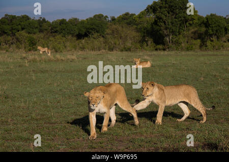 two young lions playing Stock Photo