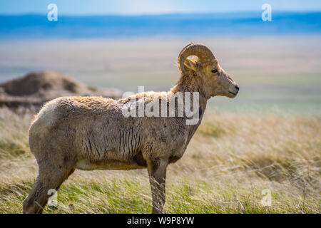 A female Bighorn Sheep in the field of Badlands National Park, South Dakota Stock Photo