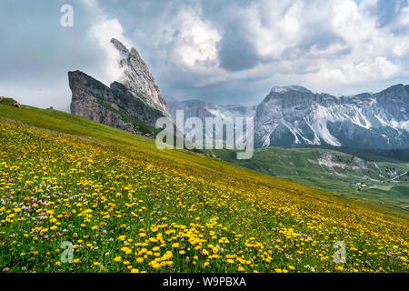 Wild flowers growing on the side of Seceda mountain in the Italian Dolimites of the Alps Stock Photo