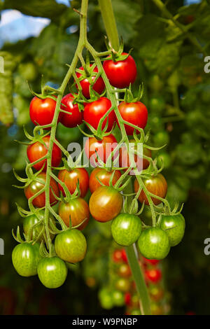 Red and green cherry tomatoes ripening on the vine Stock Photo