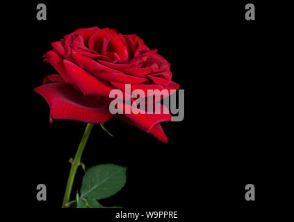 One magnificent dark red rose with velvety delicate petals on a long stem with a green leaf, isolated on a black background Stock Photo