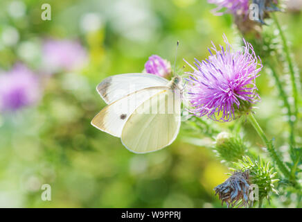 European Large White Cabbage Butterfly (Pieris brassicae) drinks nectar from a pink thistle flower in the summer meadow Stock Photo