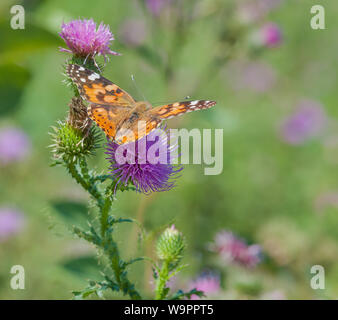 European Large orange butterfly Painted lady (Vanessa cardui) drinks nectar from a pink thistle flower in the summer meadow Stock Photo