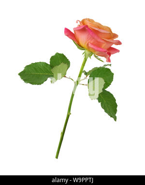 One pink rose on a long stalk with green leaves, isolated on a white background, side view Stock Photo