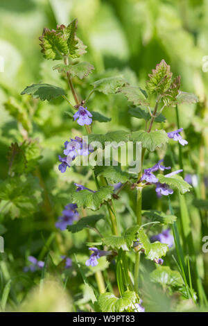 Gewöhnlicher Gundermann, Gundermann, Efeublättriger Gundermann, Echt-Gundelrebe, Gundelrebe, Glechoma hederacea, Alehoof, Ground Ivy, ground-ivy, gill Stock Photo