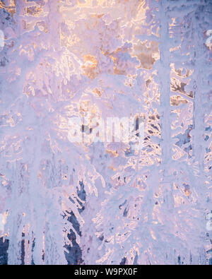 frost and snow covered trees in taiga aka boreal forest at winter against golden sunset in  Levi ski resort in Kittilä, Finland Stock Photo