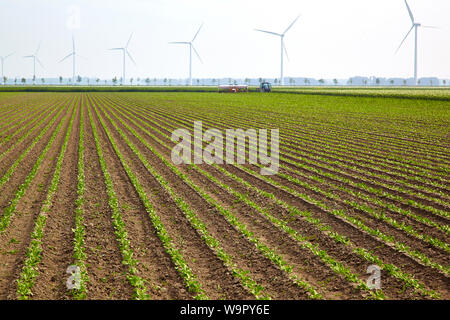 Farming plot with vertical rows of organic chicory plants with in the background a tractor working the soil and a row of wind turbines Stock Photo