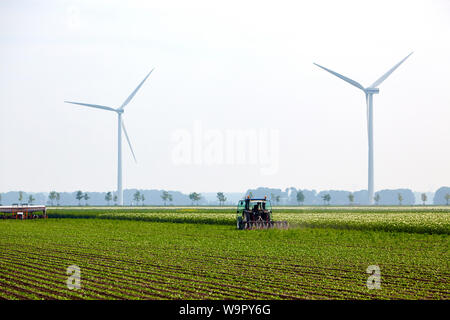 Farming plot with tractor harrowing the soil between rows of cultivated chicory plants with two wind turbines in the background Stock Photo