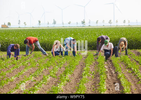 Team of young mixed gender migrant farm workers weeding in a field of organic chicory plants on a commercial agricultural farm in the Netherlands. Stock Photo