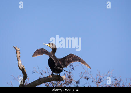 Great Cormorant sat on a branch drying wings on the river Thames Reading. Stock Photo