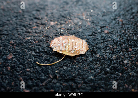 Small yellow autumn leaf on the asphalt. Stock Photo