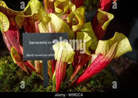 Sarracenia cv Vogel; North American pitcher plant. Dark red pitchers with open yellow top and label. Stock Photo