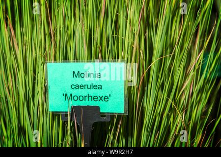 molinia caerulea moorhexe grass grasses grassland Stock Photo