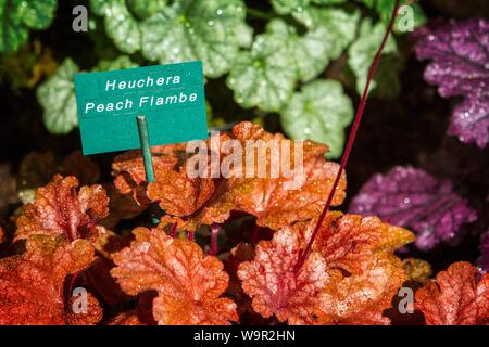 Heuchera peach flambe plants leaf leaves garden gardening Stock Photo