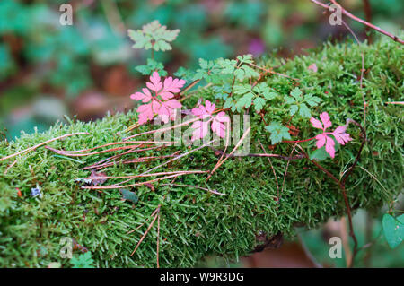 small pink flowers, pink flowers on green moss Stock Photo