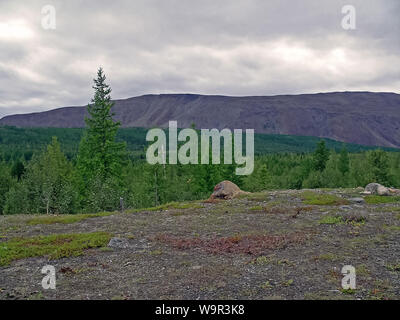 Forest tundra landscape in the summer. Taiga of Siberia. Yamal Stock Photo