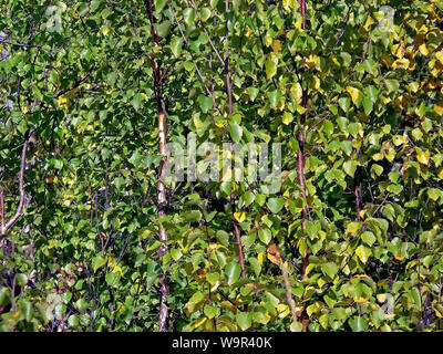 Autumn in the forest. Yellow leaves of birches. Birch in fall leaf fall Stock Photo