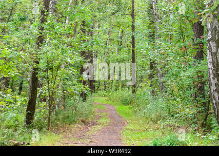 footpath in summer forest in Poland Stock Photo