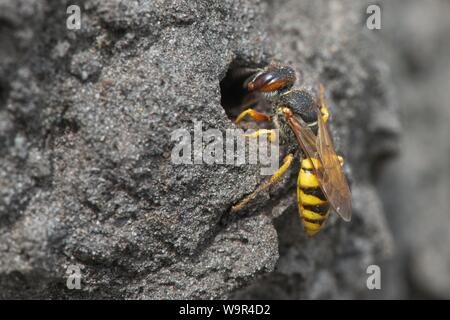 European beewolf (Philanthus triangulum) at the entrance of Bau, Emsland, Lower Saxony, Germany Stock Photo