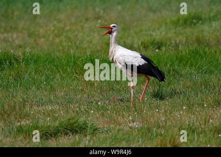 White stork (Ciconia ciconia), old bird in a meadow rattles with its beak, island Usedom, Mecklenburg-Western Pomerania, Germany Stock Photo