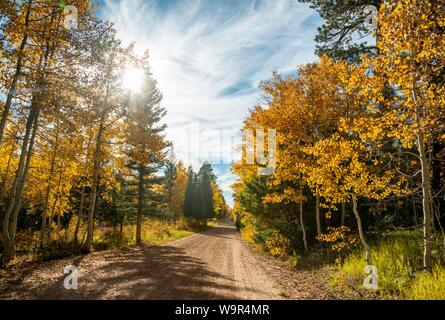 Road through autumnal aspen forest, Utah, southwest, USA Stock Photo