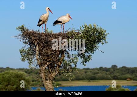 White storks (Ciconia ciconia), adult animal couple sitting on nest over a lake, National Park Coto de Donana, Andalusia, Spain Stock Photo