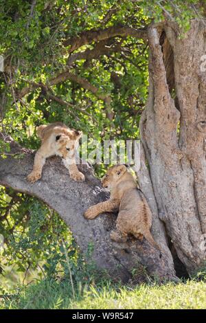 Lion cubs (Panthera leo) climbing on a tree, Masai Mara National Reserve, Kenya Stock Photo