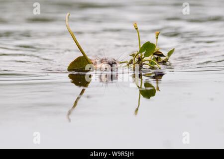 Muskrat (Ondatra zibethicus) floats in water with plants in mouth for construction, Tyrol, Austria Stock Photo