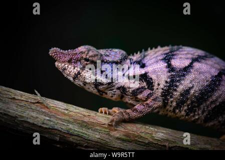 Rhinoceros chameleon (Furcifer rhinoceratus), in gestational coloration, West Madagascar, Madagascar Stock Photo