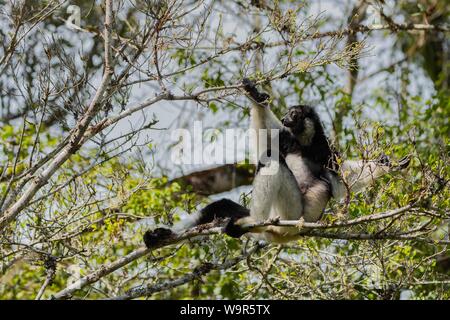 Indri (Indri indri), sitting in the tree, rainforest, Andasibe-Mantadia, East Madagascar, Madagascar Stock Photo