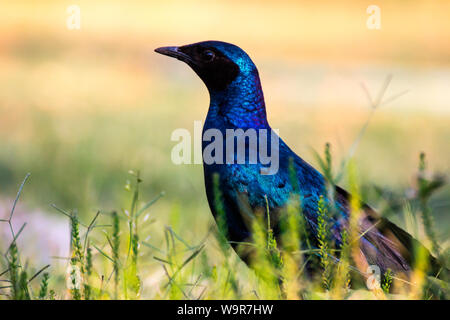 Burchell's Starling, Namibia, Africa, (Lamprotornis australis) Stock Photo