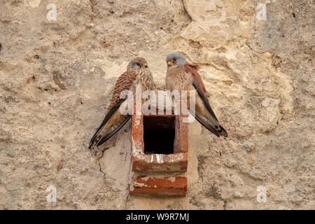Lesser Kestrel, Andalusia, Spain, (Falco naumanni) Stock Photo