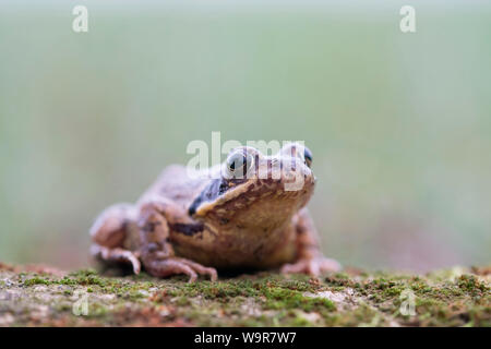Common frog, female, North Rhine-Westphalia, Europe, (Rana temporaria) Stock Photo