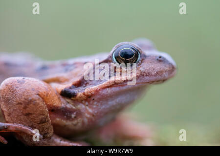 Common frog, female, North Rhine-Westphalia, Europe, (Rana temporaria)