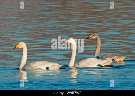 Whooper Swans, mature and juvenile (Cygnus cygnus) on the ice and in ...