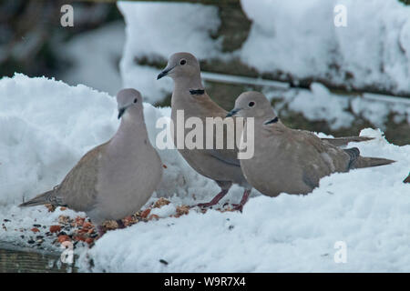 eurasian collared doves, (Streptopelia decaocto) Stock Photo
