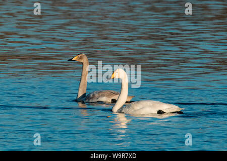 whooper swan with young, (Cygnus cygnus) Stock Photo