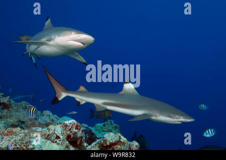 Blacktip Reefshark, (Carcharhinus melanopterus) Stock Photo