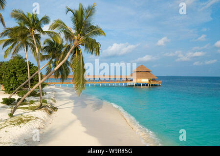 Maldive Island of Filaidhoo, beach, lagoon, palm tree, coconut tree, Raa Atoll, Maldives, Asia, Filaidhoo, (Cocos nucifera) Stock Photo