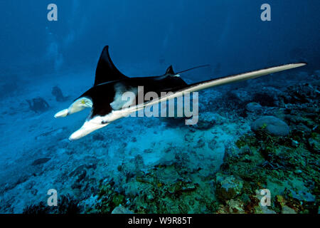 mantaray passing diver, reef manta, huge ray, (Manta alfredi) Stock Photo