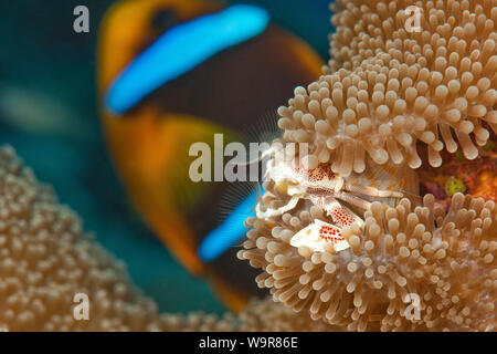 anemone porcelain crab, tentacles, catching plancton, Indo-Pacific, (Neopetrolisthes maculatus) Stock Photo