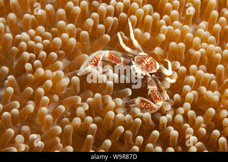 anemone porcelain crab, Indo-Pacific, (Neopetrolisthes maculatus) Stock Photo