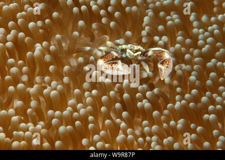 anemone porcelain crab, Indo-Pacific, (Neopetrolisthes maculatus) Stock Photo