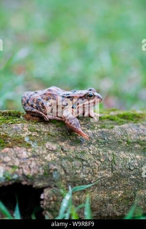 Common frog on wood male, Velbert, North Rhine-Westphalia, Europe, (Rana temporaria)