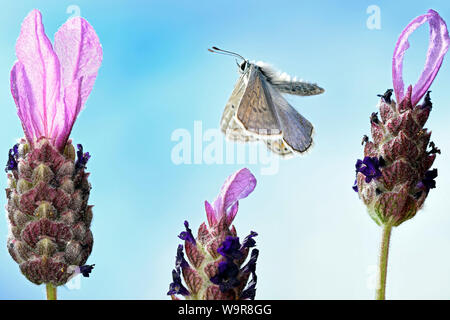 Hauhechelblaeuling, maennlich, (Polyommatus icarus), an Schopflavendel, (Lavandula stoechas), Deutschland, Europa Stock Photo