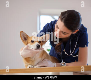 Veterinary surgeon and corgi dog at vet clinic