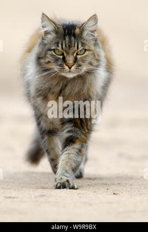 Norwegian Forest Cat Stock Photo