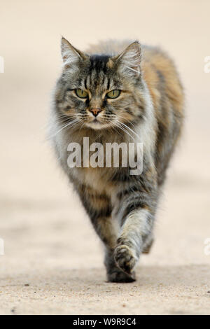 Norwegian Forest Cat Stock Photo