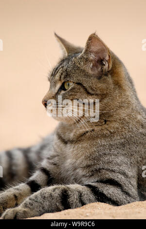 Domestic cat, tabby female cat in sand Stock Photo