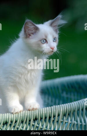 Ragdoll-Kitten in wicker basket Stock Photo
